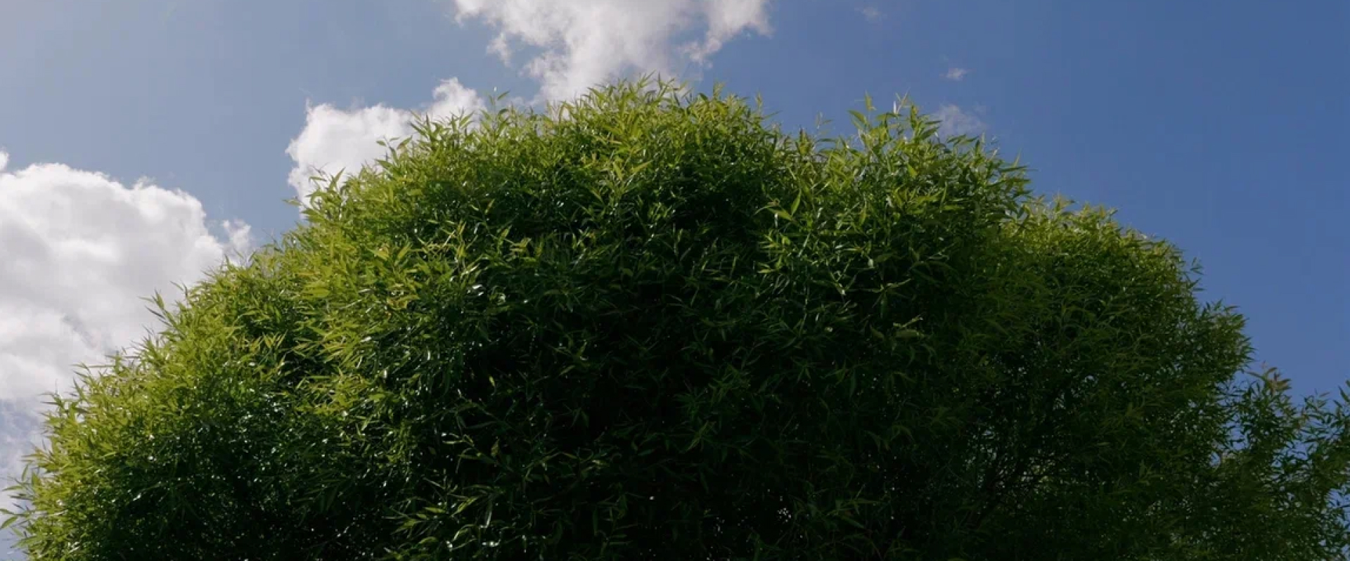 Видео превью