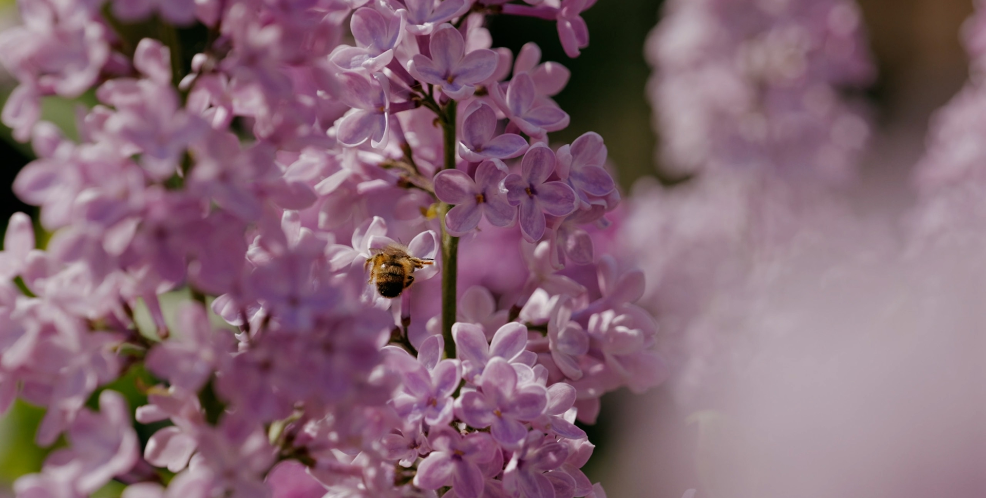 Павловы озёра 
